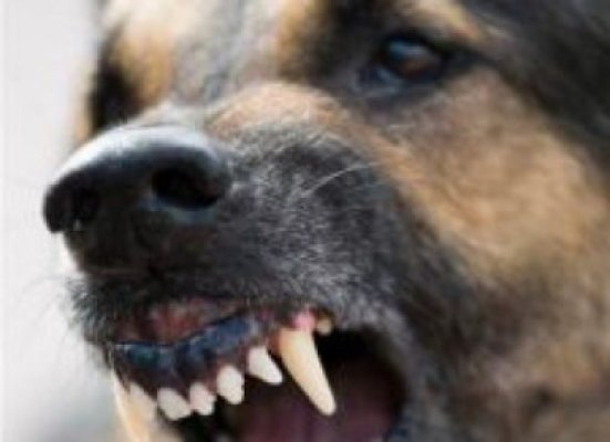 Un bărbat din Comana a ajuns la spital: a fost atacat de propriul câine